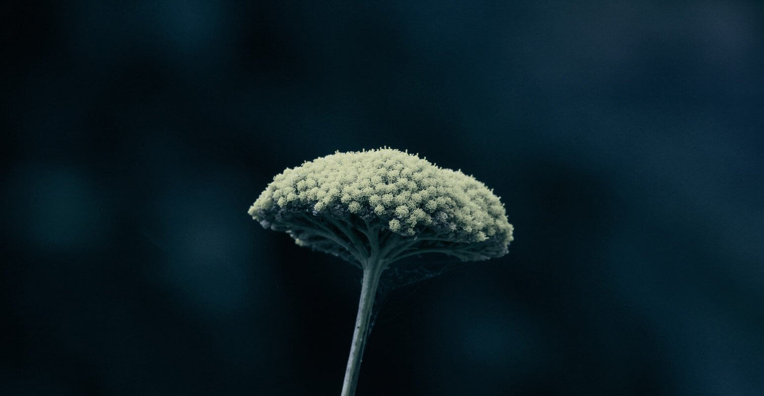 Come difendersi da pollini ed allergie